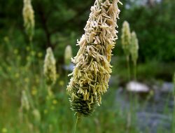 Poaceae, Si Tanaman Rendah Hati yang Menghidupi Dunia