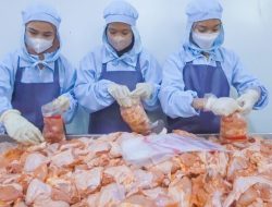 MBG Tingkatkan Penjualan Ayam Potong, Pedagang Berharap Dapur Tidak Langsung Beli ke PT
